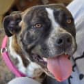 Photo of Stella ** A Quiet Gentle Girl **