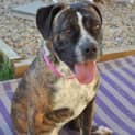 Photo of Stella ** A Quiet Gentle Girl **