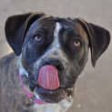 Photo of Stella ** A Quiet Gentle Girl **