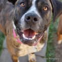 Photo of Stella ** A Quiet Gentle Girl **