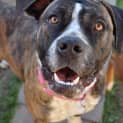 Photo of Stella ** A Quiet Gentle Girl **