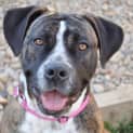 Photo of Stella ** A Quiet Gentle Girl **