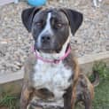 Photo of Stella ** A Quiet Gentle Girl **