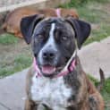 Photo of Stella ** A Quiet Gentle Girl **
