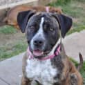 Photo of Stella ** A Quiet Gentle Girl **