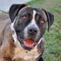 Photo of Stella ** A Quiet Gentle Girl **