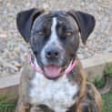 Photo of Stella ** A Quiet Gentle Girl **