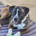 Photo of Stella ** A Quiet Gentle Girl **