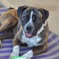 Photo of Stella ** A Quiet Gentle Girl **