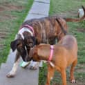 Photo of Stella ** A Quiet Gentle Girl **