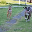 Photo of Stella ** A Quiet Gentle Girl **
