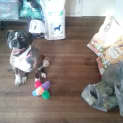 Photo of Stella ** A Quiet Gentle Girl **