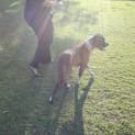 Photo of Stella ** A Quiet Gentle Girl **
