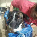 Photo of Stella ** A Quiet Gentle Girl **