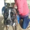 Photo of Stella ** A Quiet Gentle Girl **