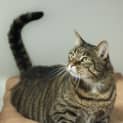 Photo of Tiger