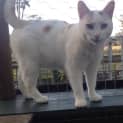 Photo of "Milo" Purrfect Match