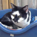 Photo of "Matilda" Purrfect Match