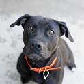 Photo of Penny