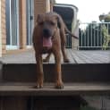 Photo of Diesel