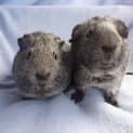 Photo of Mr Slate And Mudlow