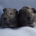 Photo of Mr Slate And Mudlow