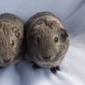 Photo of Mr Slate And Mudlow