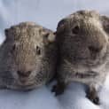 Photo of Mr Slate And Mudlow