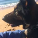 Photo of Diesel On Hold Pending Adoption