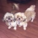 Photo of Itsy Bitsy & Babee