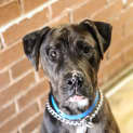 Photo of Rocco (2817)