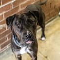 Photo of Rocco (2817)
