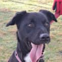 Photo of Ranger
