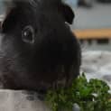 Photo of Rumball