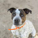 Photo of Pepper