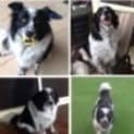 Photo of Coby
