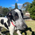 Photo of Chia