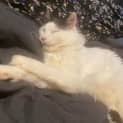Photo of Vinny (Also Known As Chunky Monkey)
