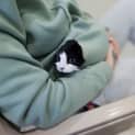Photo of Oreo