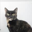 Photo of Luna