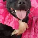 Photo of Jinx *On Trial In His New Home*