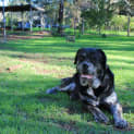 Photo of Rippa