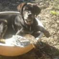 Photo of Rippa