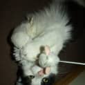 Photo of Effie