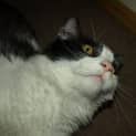 Photo of Effie