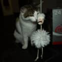 Photo of Hoot