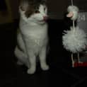 Photo of Hoot