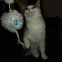 Photo of Hoot