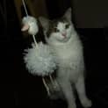 Photo of Hoot