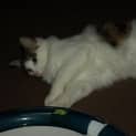Photo of Hoot